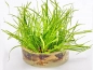Preview: Kriechende Binse - Juncus repens in vitro